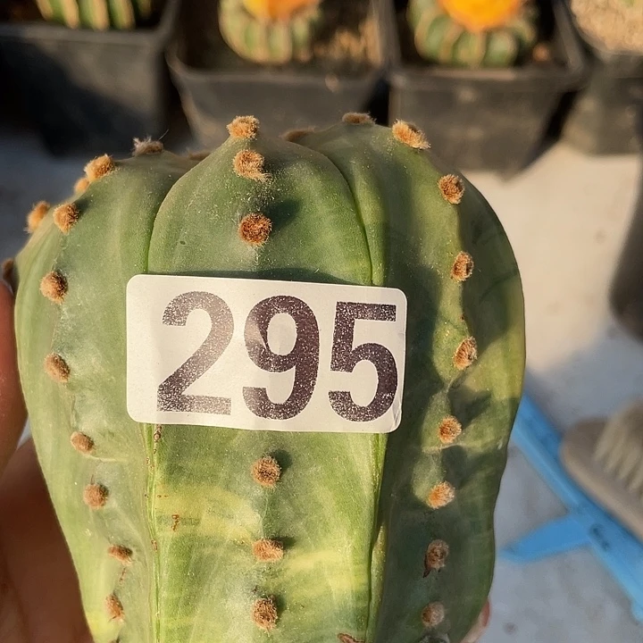 落地植根都紧一颗