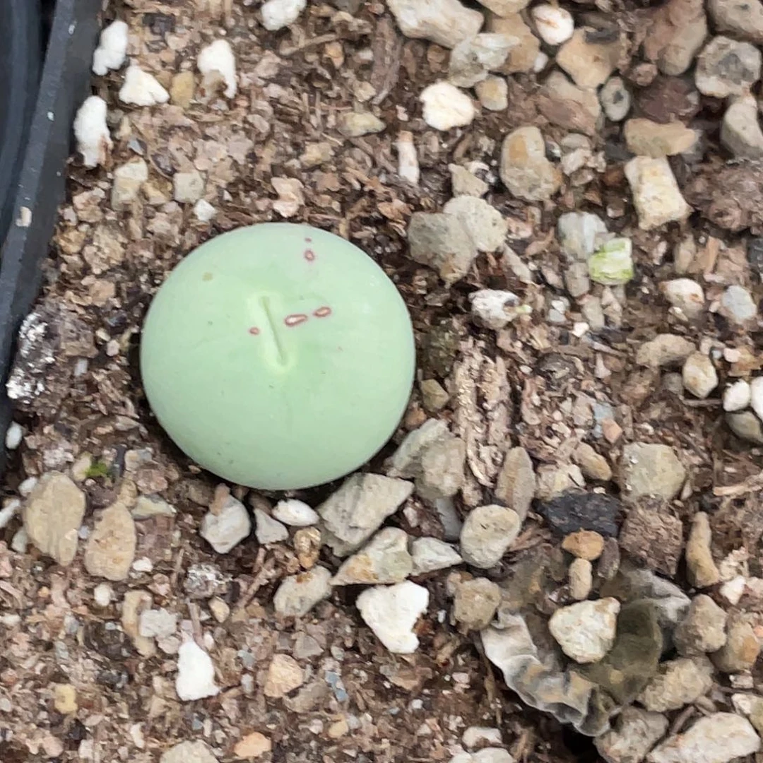 7-134鸽子蛋多肉植物