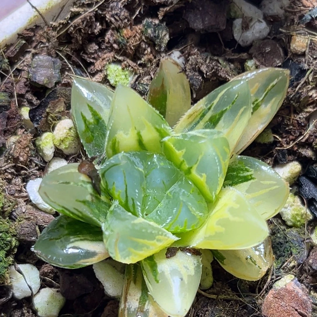 恭喜发财大吉大利969