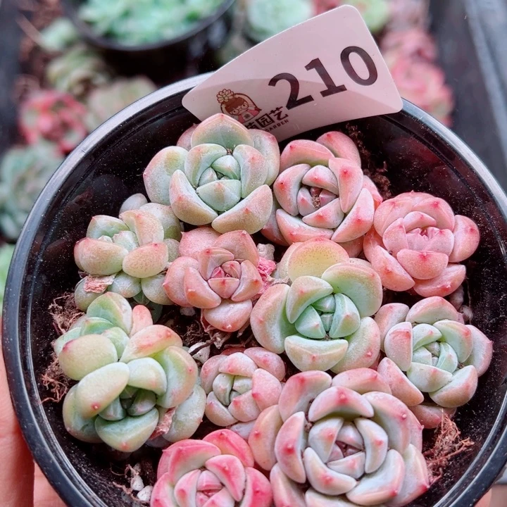 多肉植物多肉植物