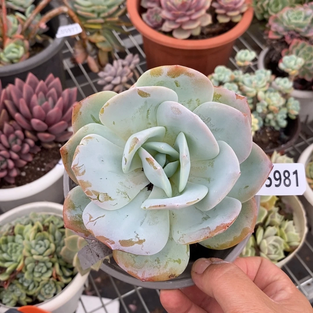5981白凤一物一拍