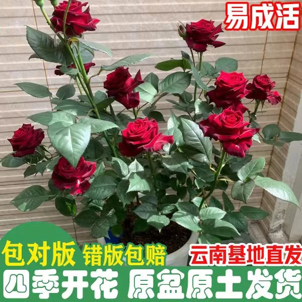 【带花苞发】阳台月季盆栽四季开花卉植物玫瑰花苗懒人好养造景