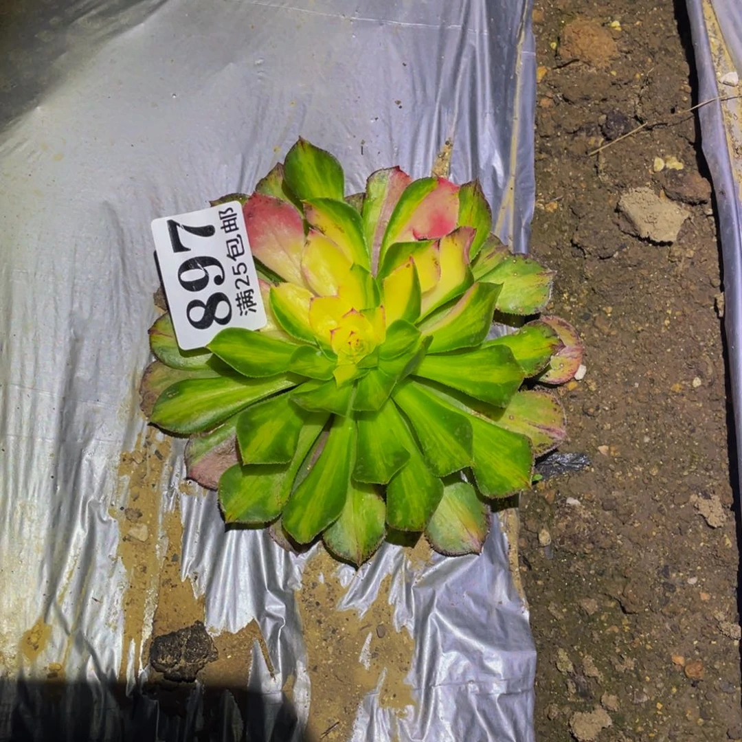 知否多肉植物多肉897