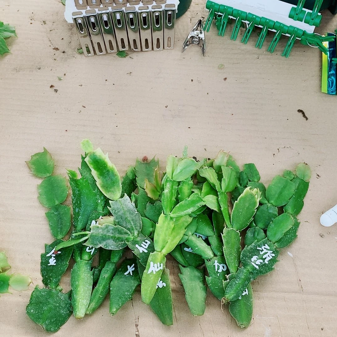 等***雨无花朵叶片福利一物一拍