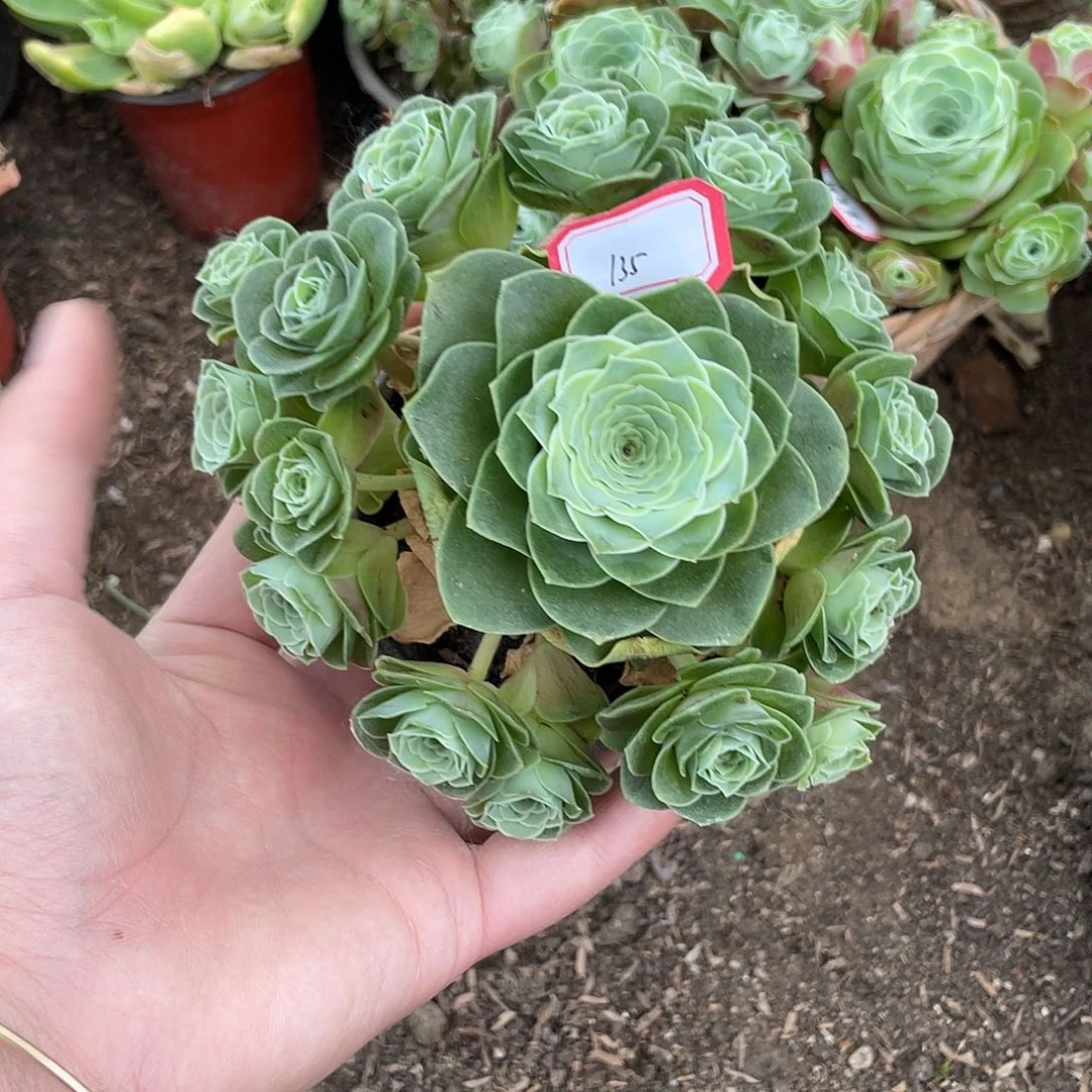 山地玫瑰多肉 135