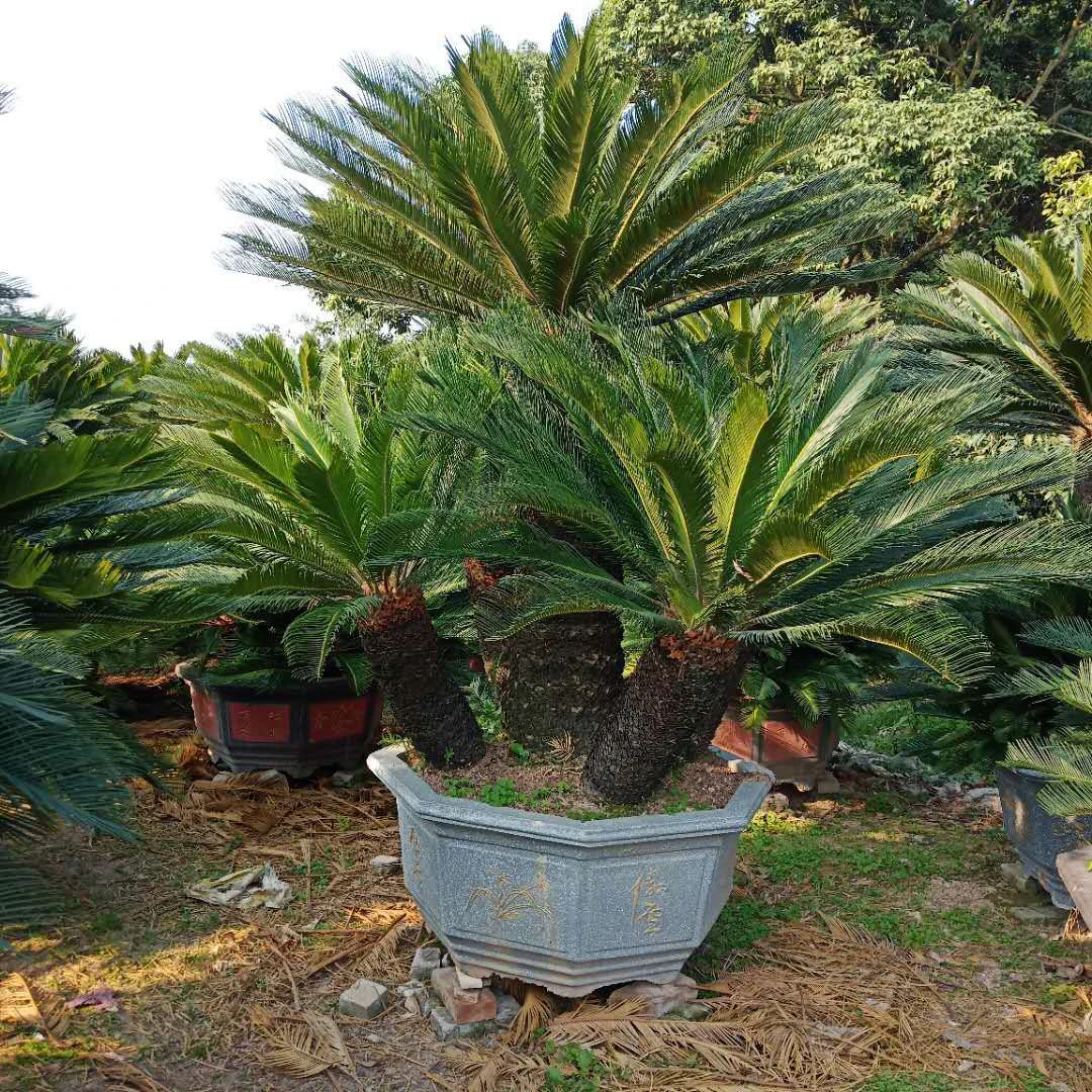 铁树多头盆栽龙铁树室内外大型旺宅绿植盆景四季好养耐寒苗木