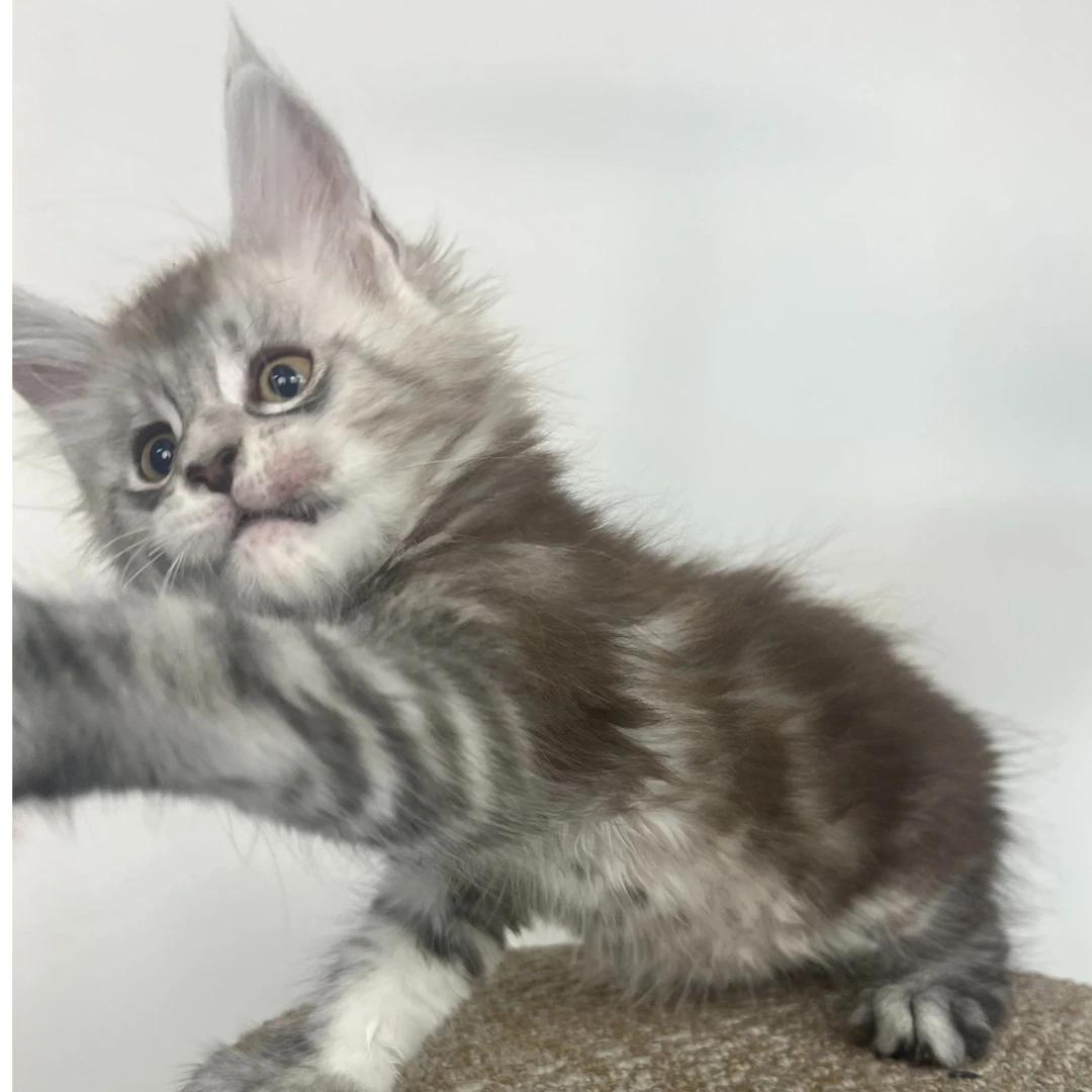 猫小院缅因猫银虎弟弟疫苗齐全两个多月疫苗一次驱虫体内外各一次