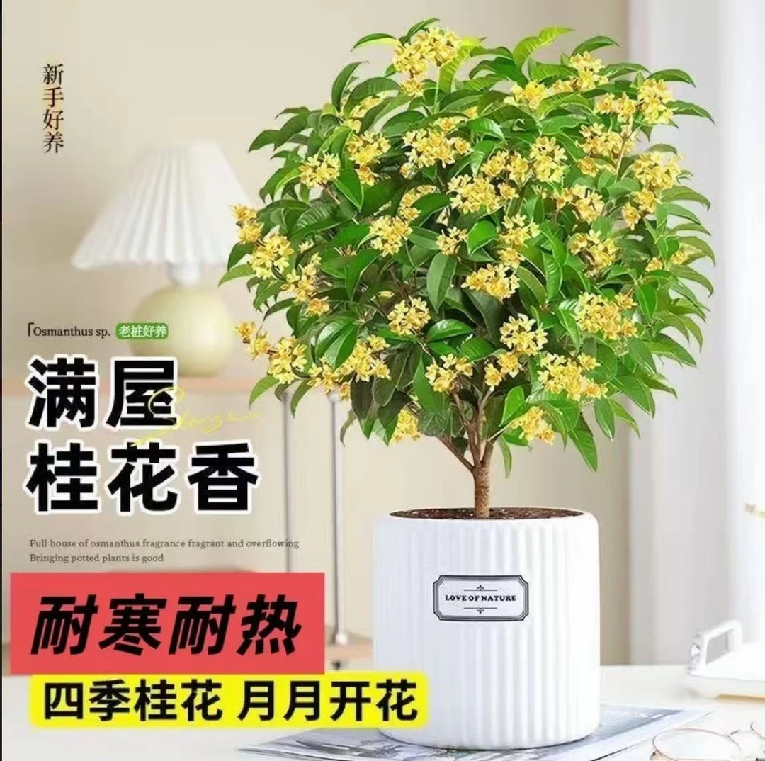 四季黄金桂花基地土球发货盆栽浓香型花卉室内外好养适合阳台庭院