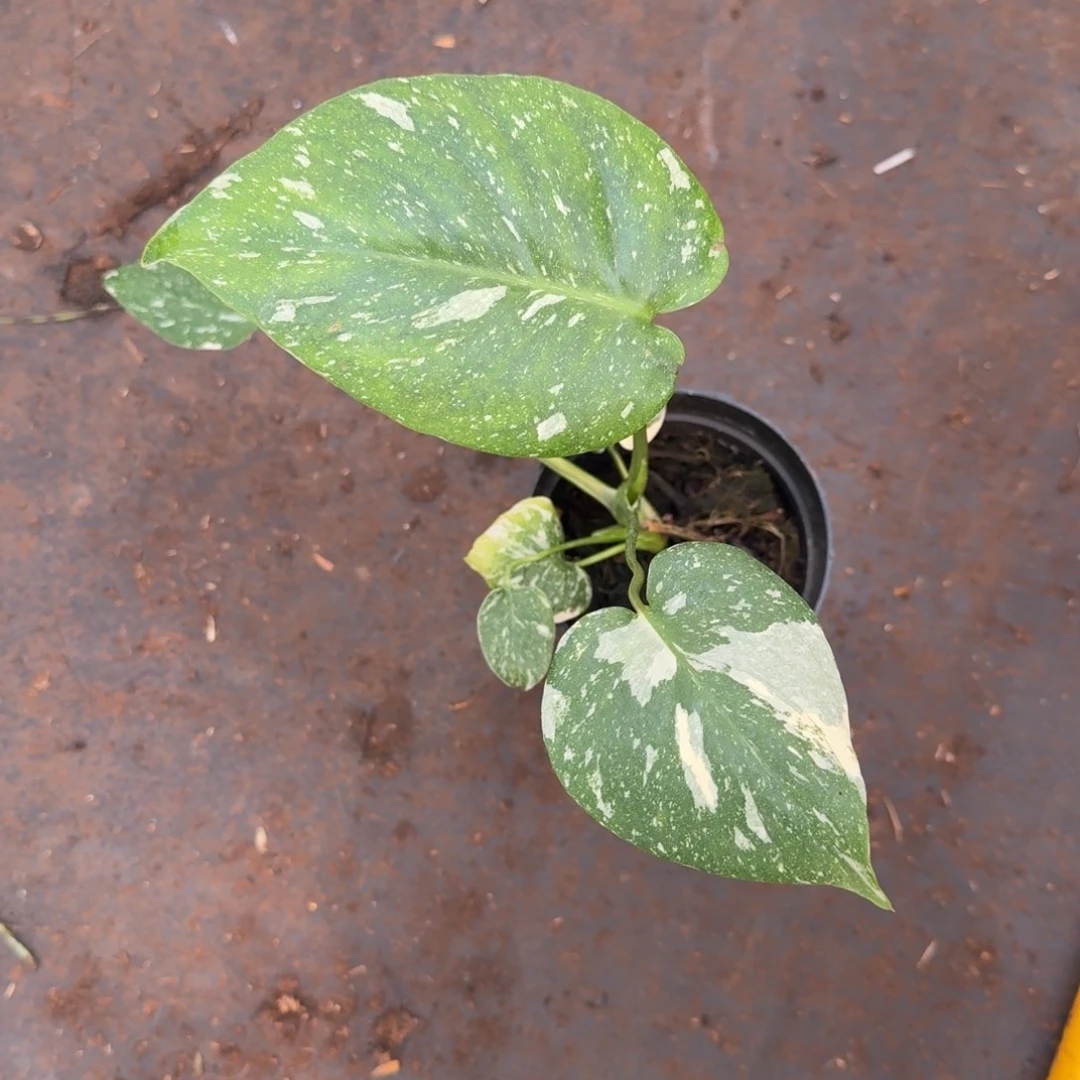 无花朵洒金龟背竹