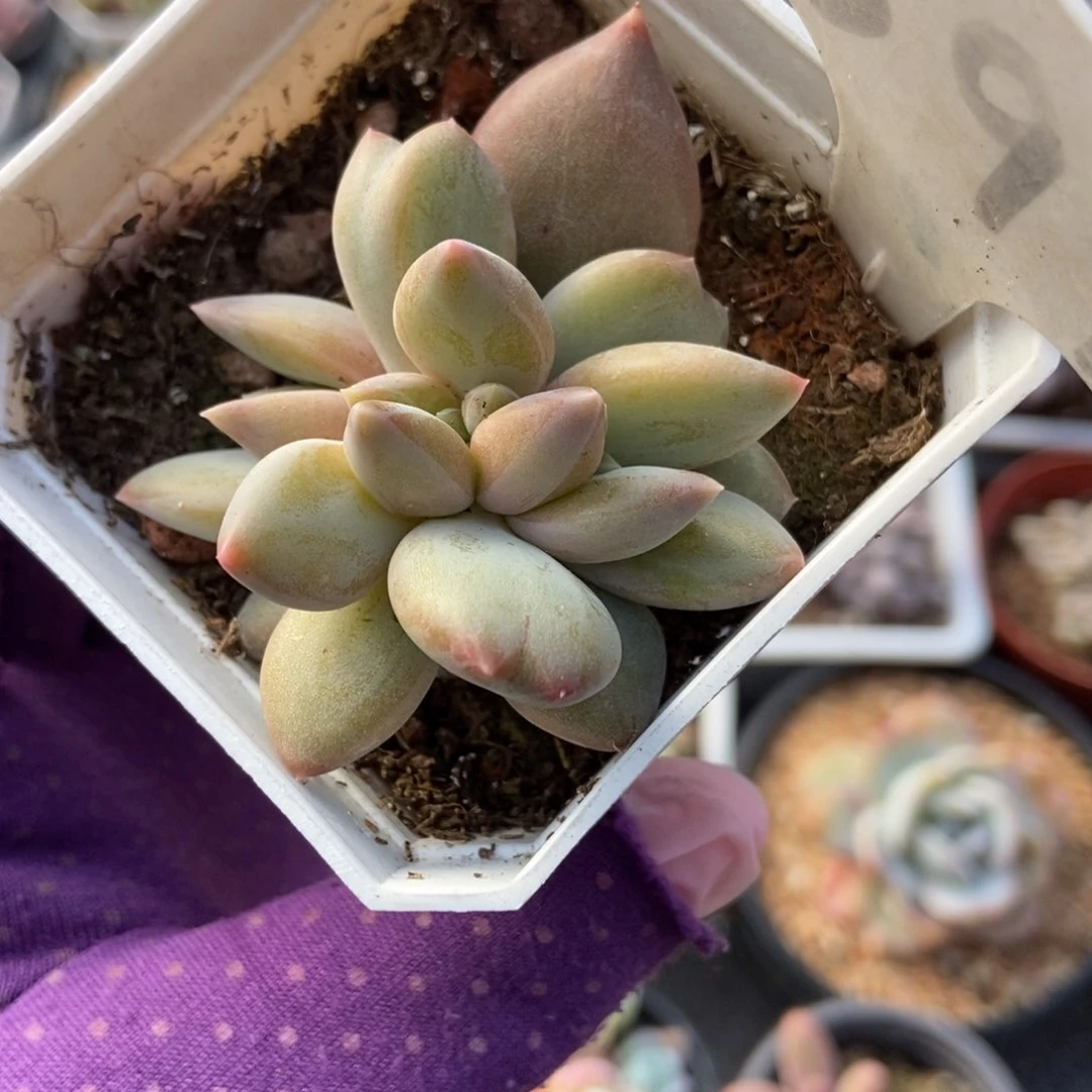 591重楼缀多肉植物保护