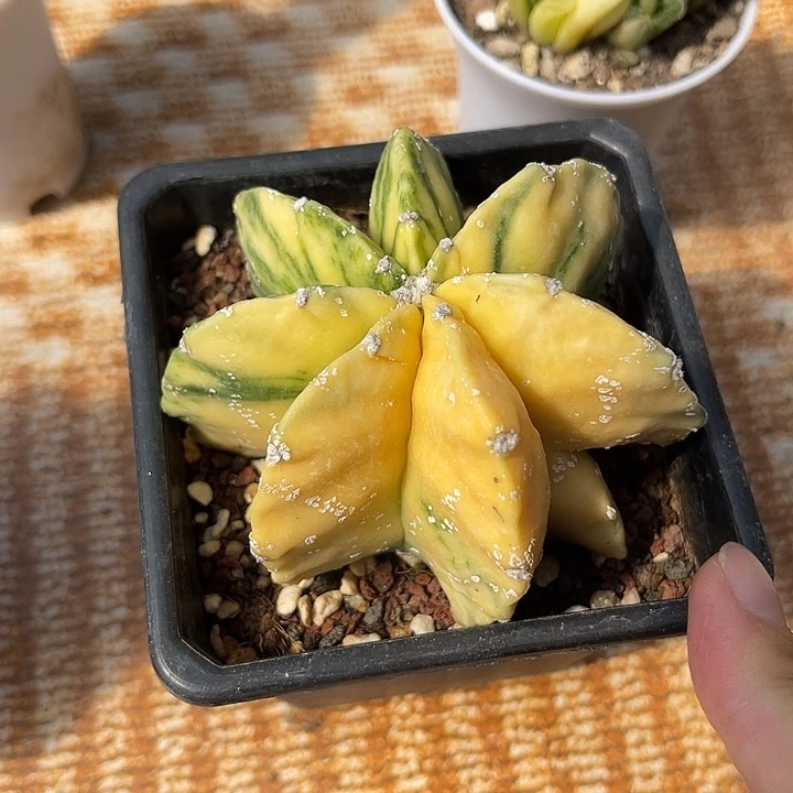 无花朵鸾凤玉锦一物一拍