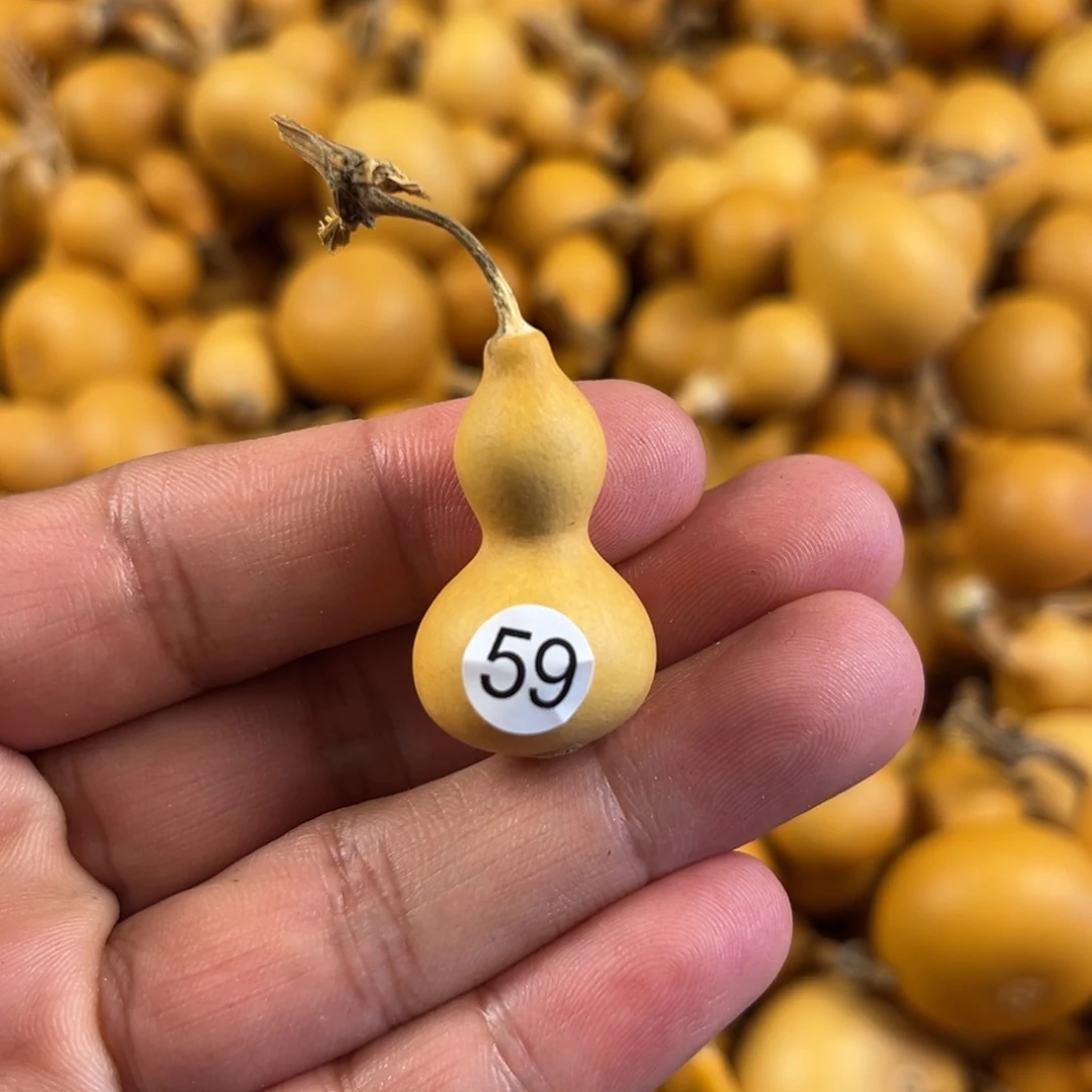 一个葫芦葫芦葫芦葫芦59