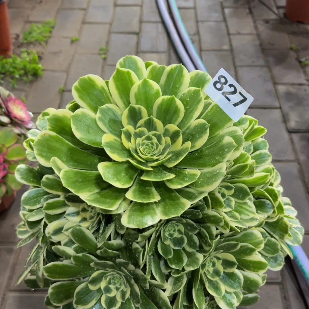 张***利多肉植物827迈巴赫