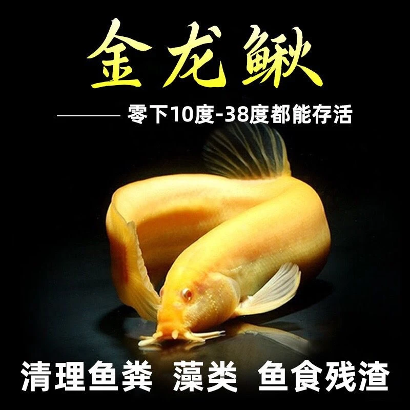 【清洁鱼】黄金泥鳅金鱼冷水观赏鱼好养耐活金苔鼠清道夫金胡子鱼缸