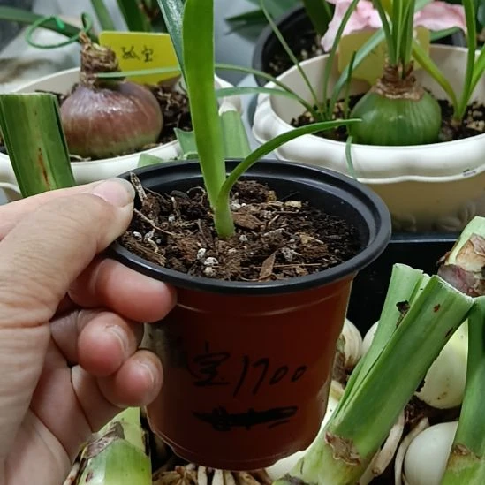 无花朵孤宝1700/0.8带盆土发货