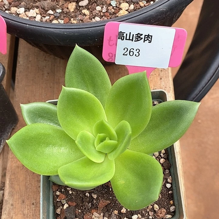 263-直播福利 翠花