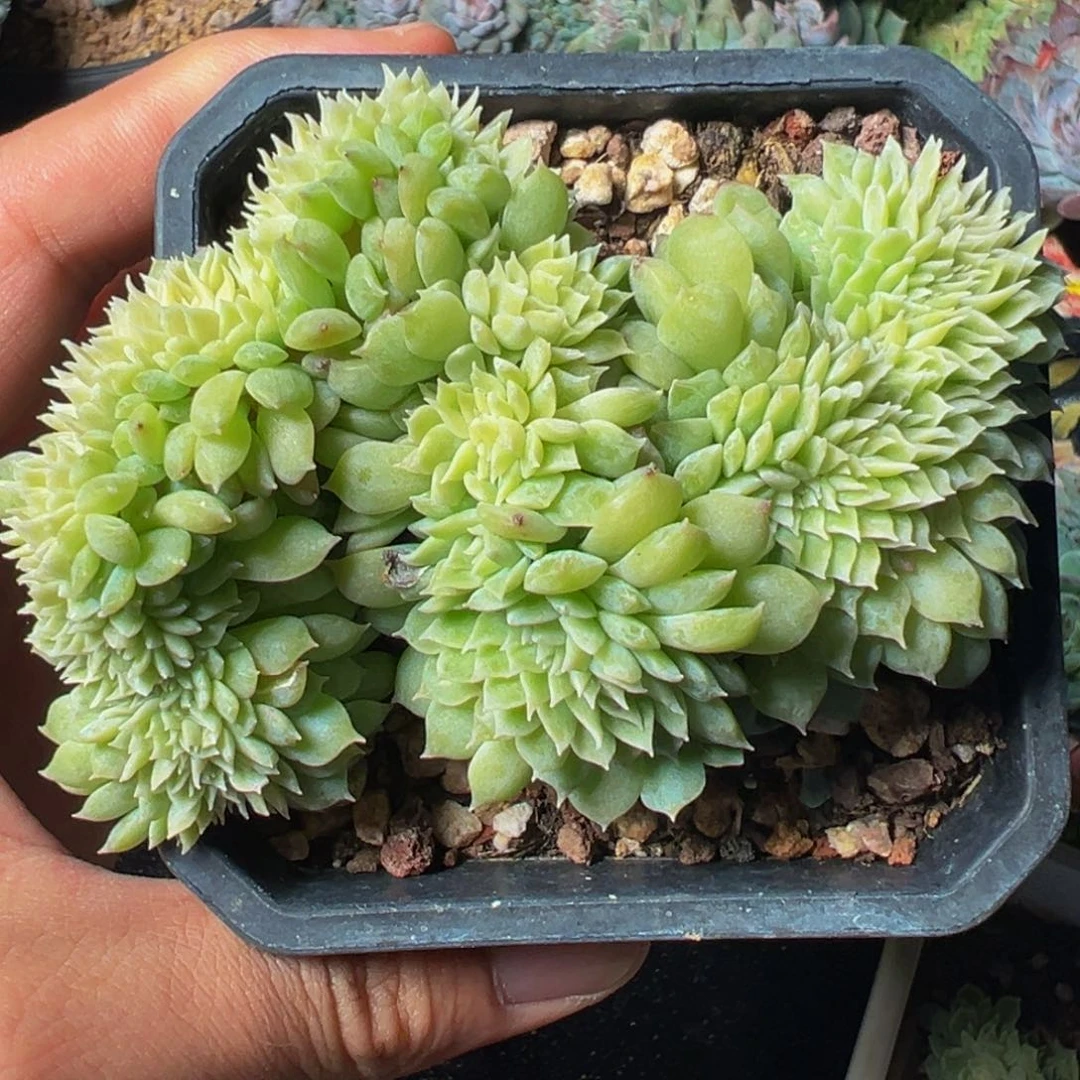 新年快乐新年快乐