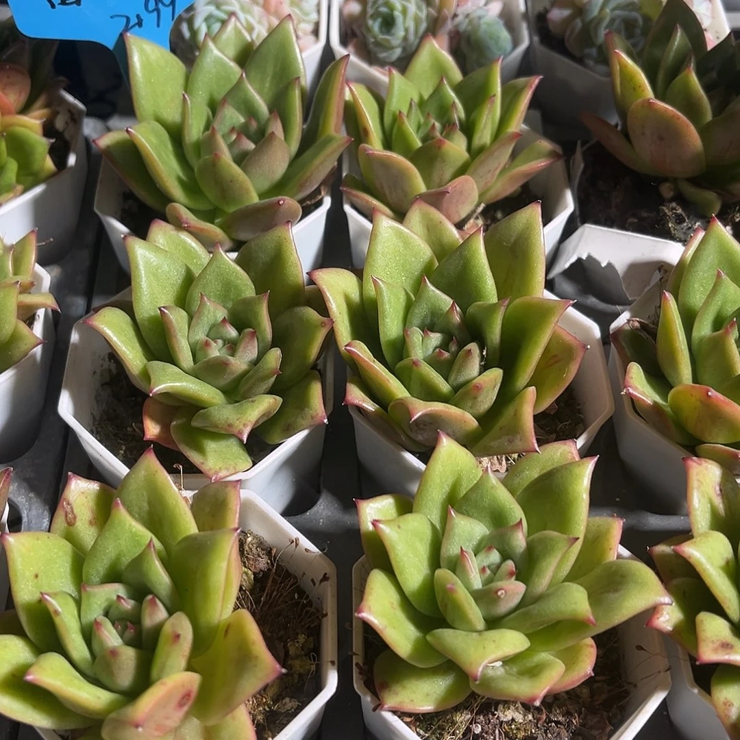 单头蔷薇多肉植物