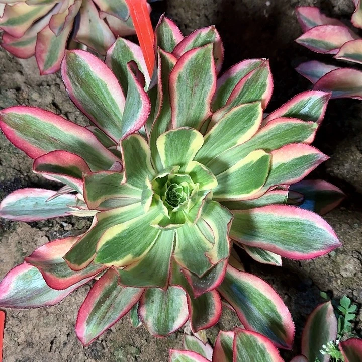 2-220魅影多肉法师