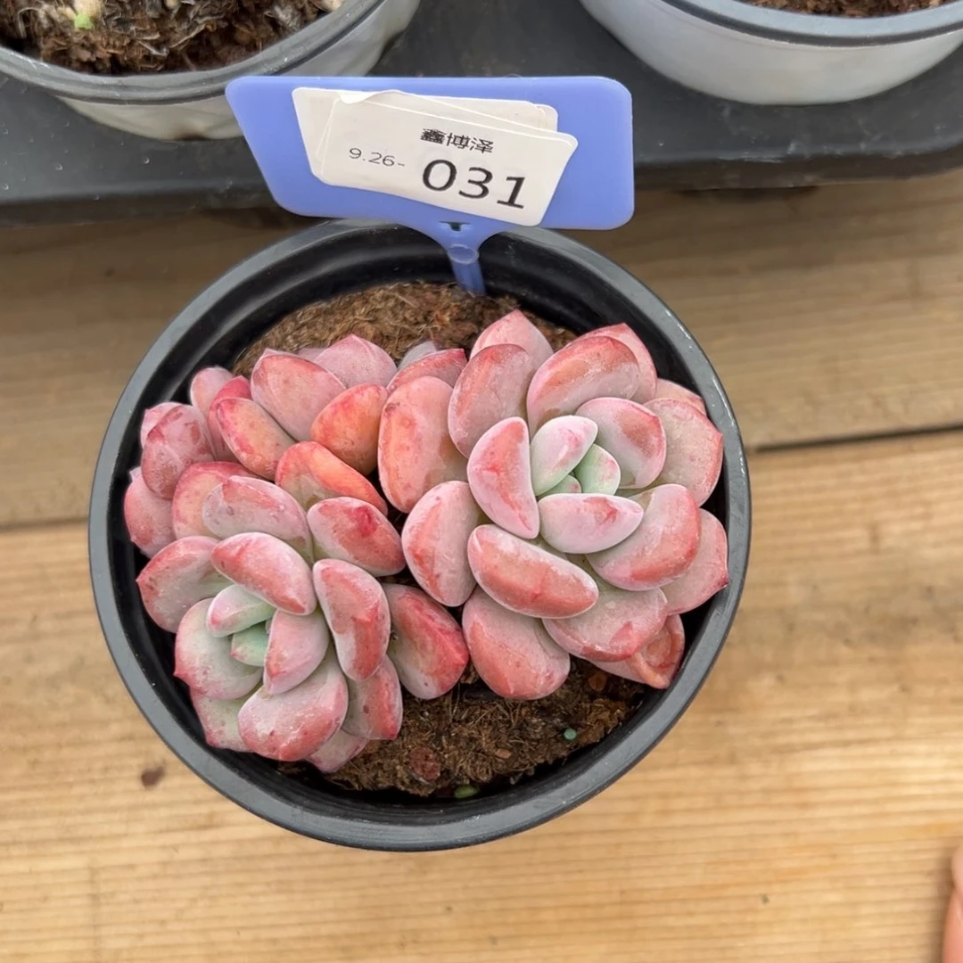 简定向9.26-031