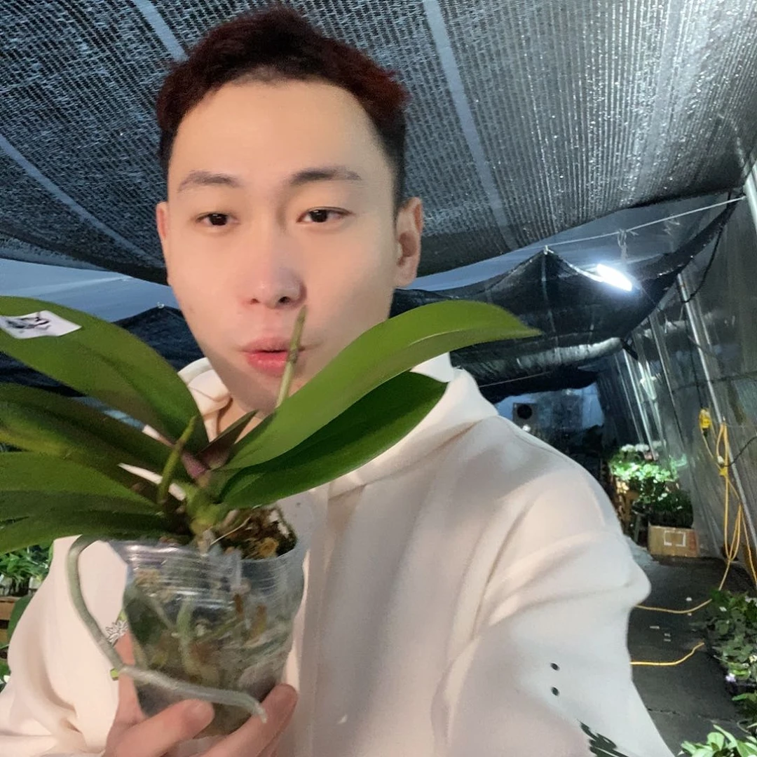 无花朵曼塔安稳蝴蝶兰