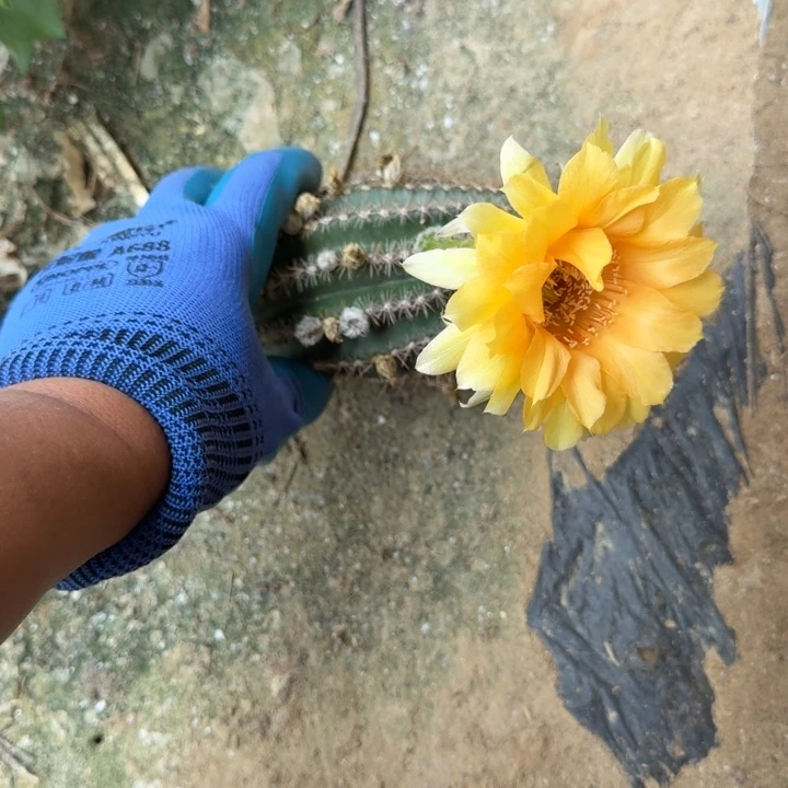 彩草仙人球仙人掌24