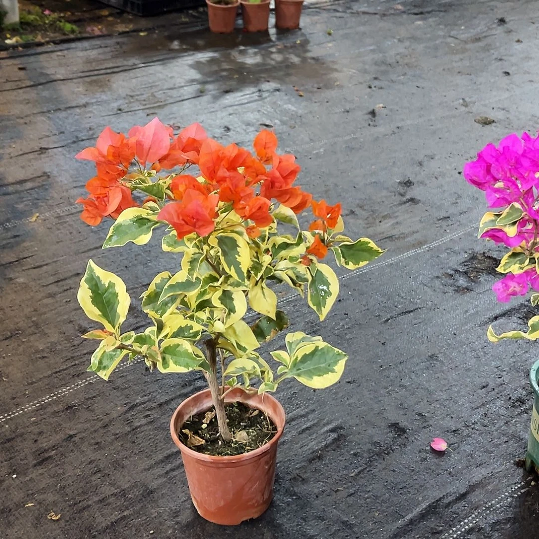 完全开放橙冰掌中宝一颗