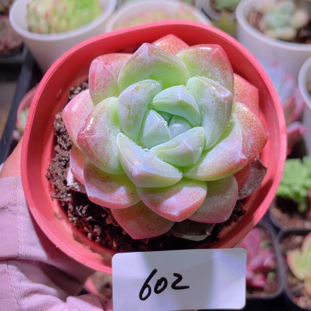花利美13-602冰玉