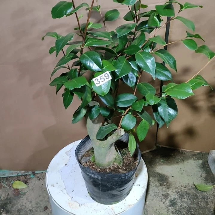 359蛇皮不知名，原盆原土发货，不包邮