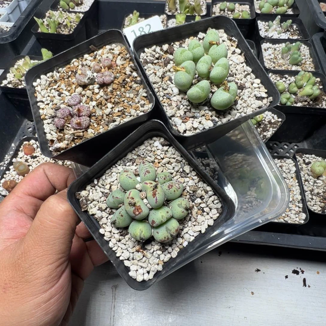 【闪购商品】随*起182。