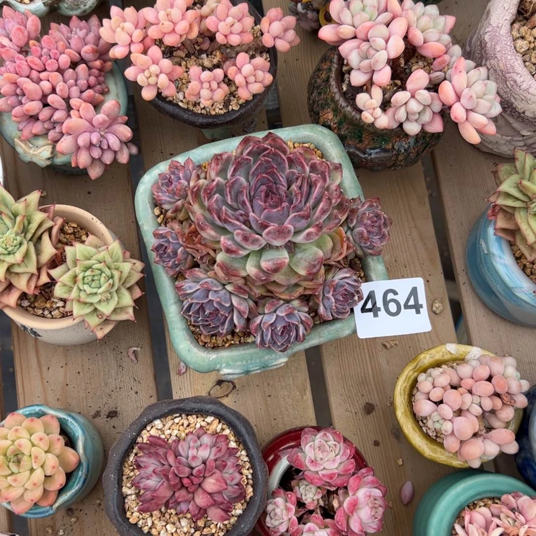 S****a464 多肉植物组合