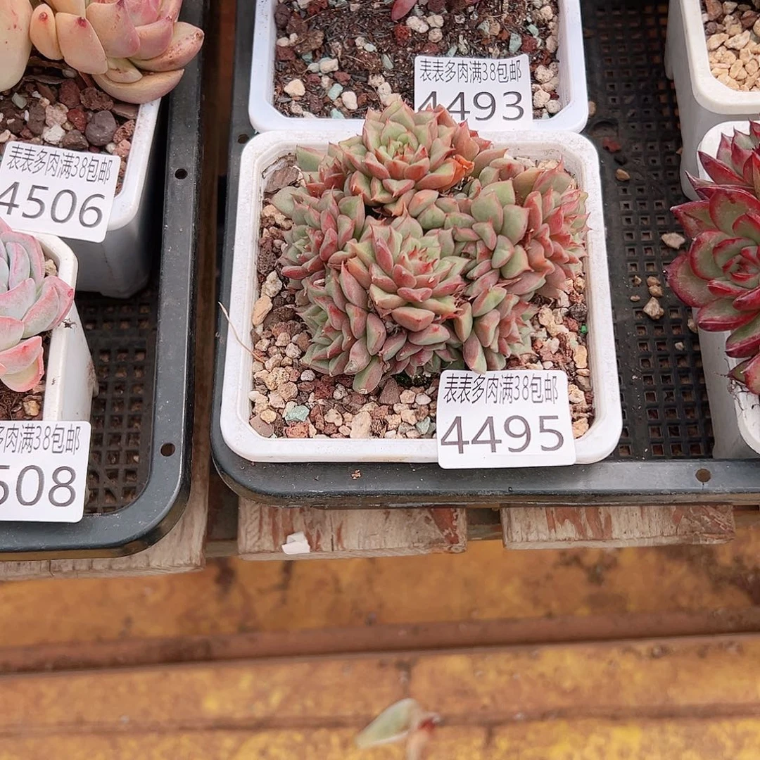 安***顺无花朵多肉一物一拍植物4495