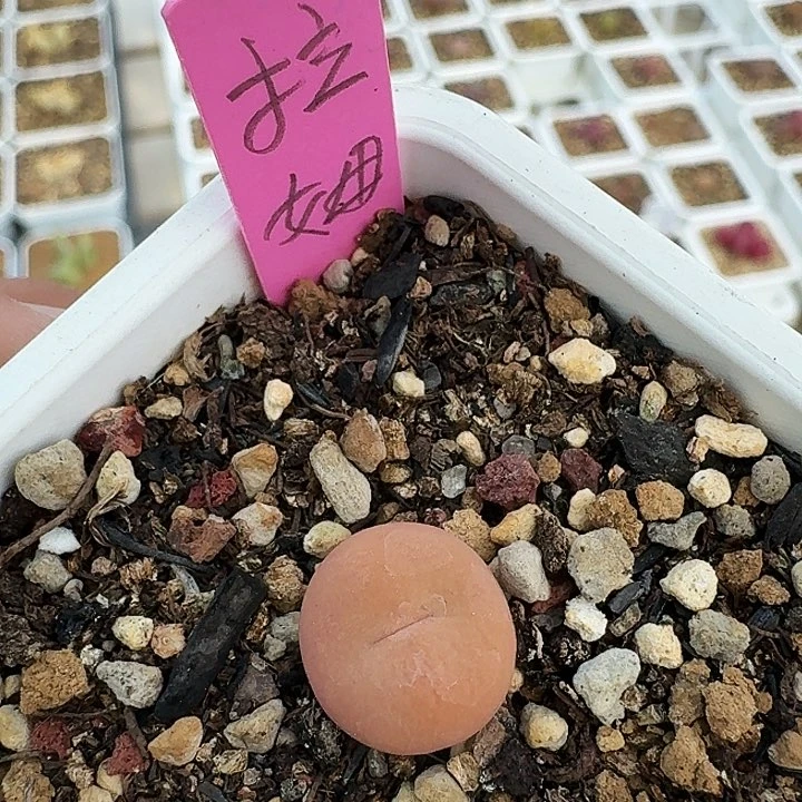 无花朵多肉植物拉姆