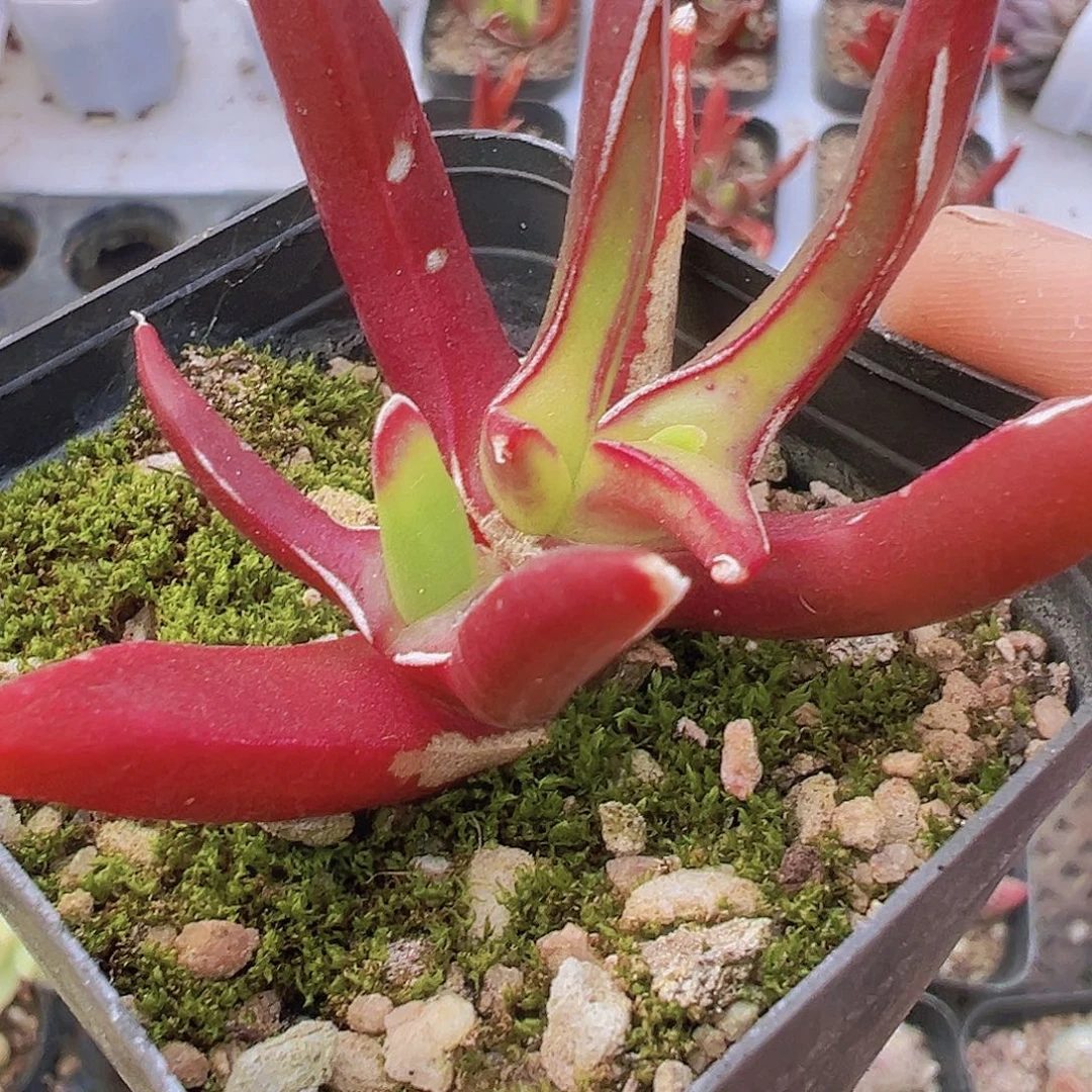 新妖19包邮多肉植物