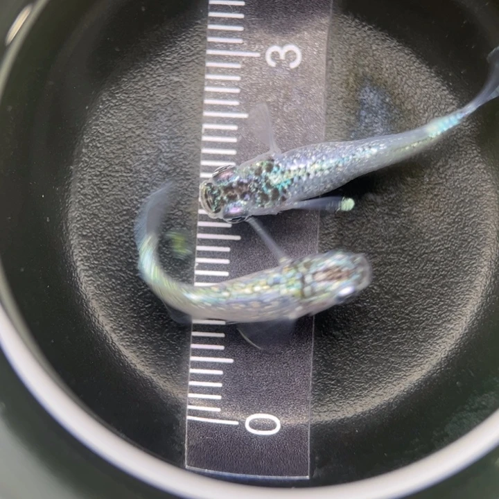 海水鱼妖精56号青鳉