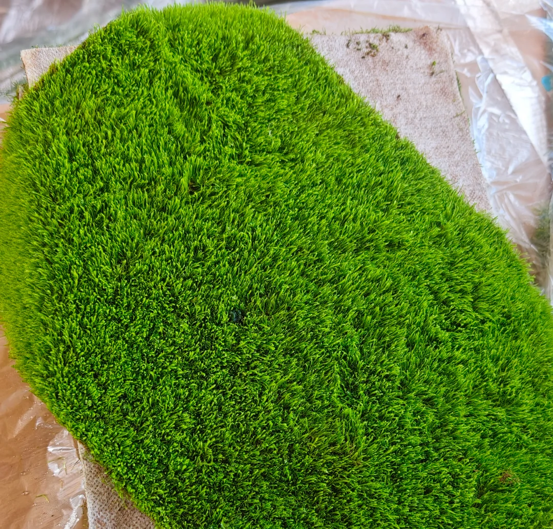 苔藓-15*10-新疆包邮