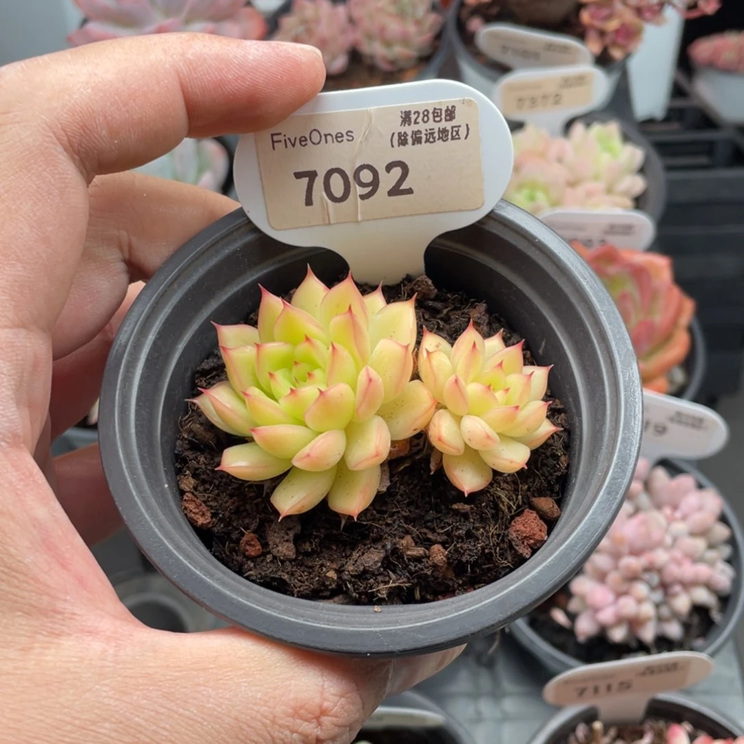 茂***记闪光7092-6.0厘米