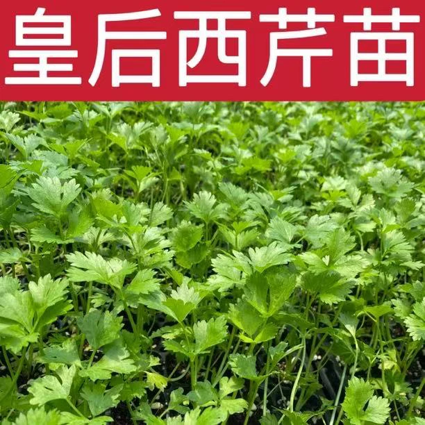 寿光源头厂家阳台盆栽地栽露天种植脆嫩无筋皇后西芹苗芹菜苗秧苗