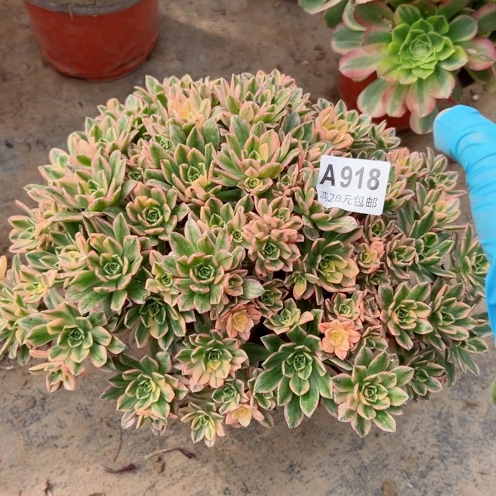 918甜茶多肉植物