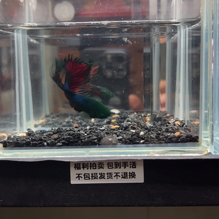 斗鱼竞拍跑单拉黑18日3