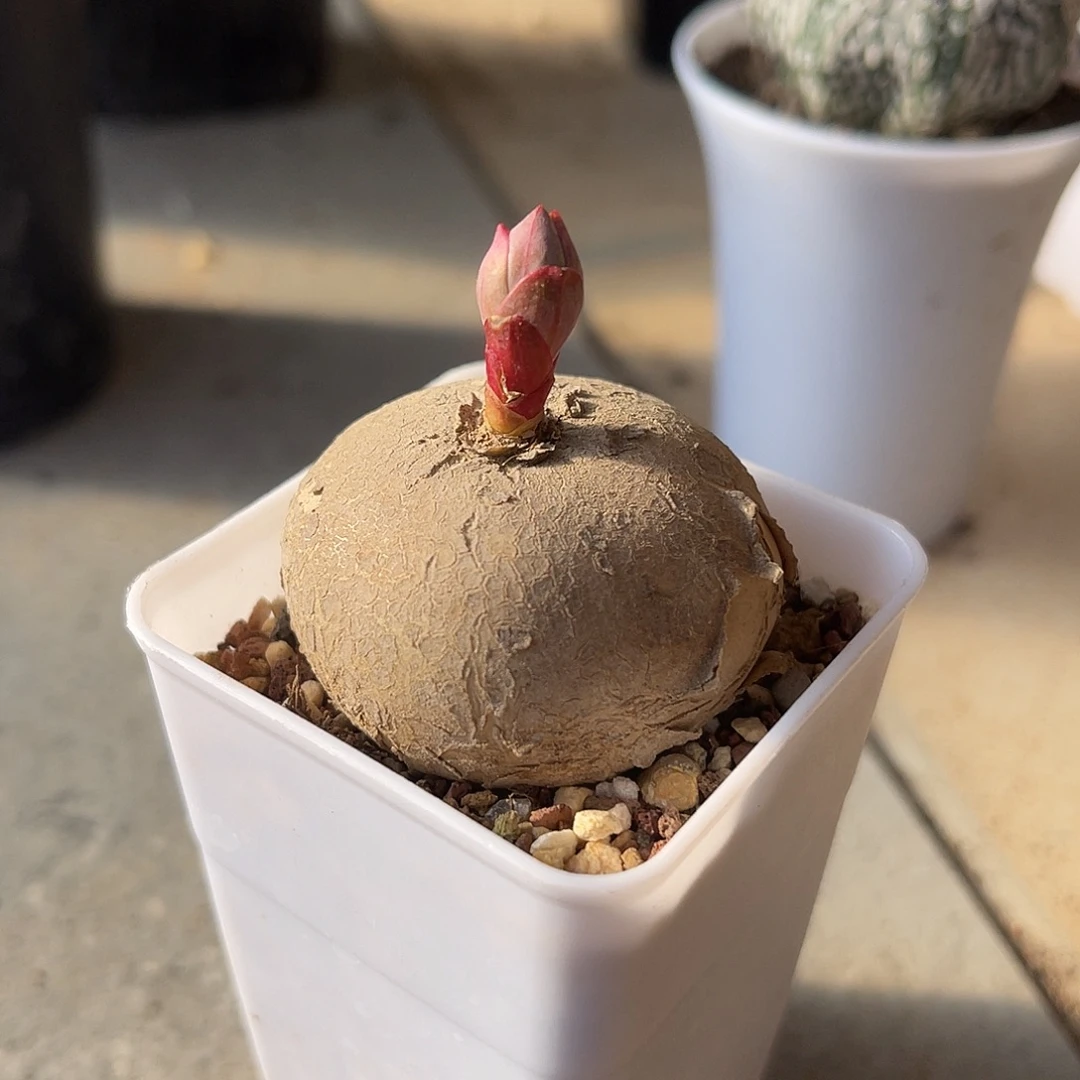 实生玫瑰大戟一物一拍