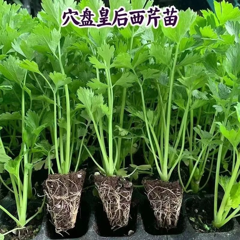 四季皇后西芹秧苗浓香小香芹菜苗带土根红白芹种子籽春秋高产批发