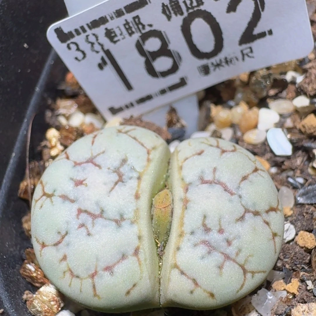 Ssss精品生石花182绿荒