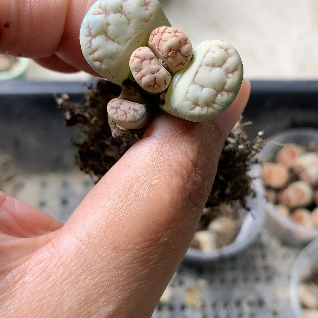 K100多肉植物保护