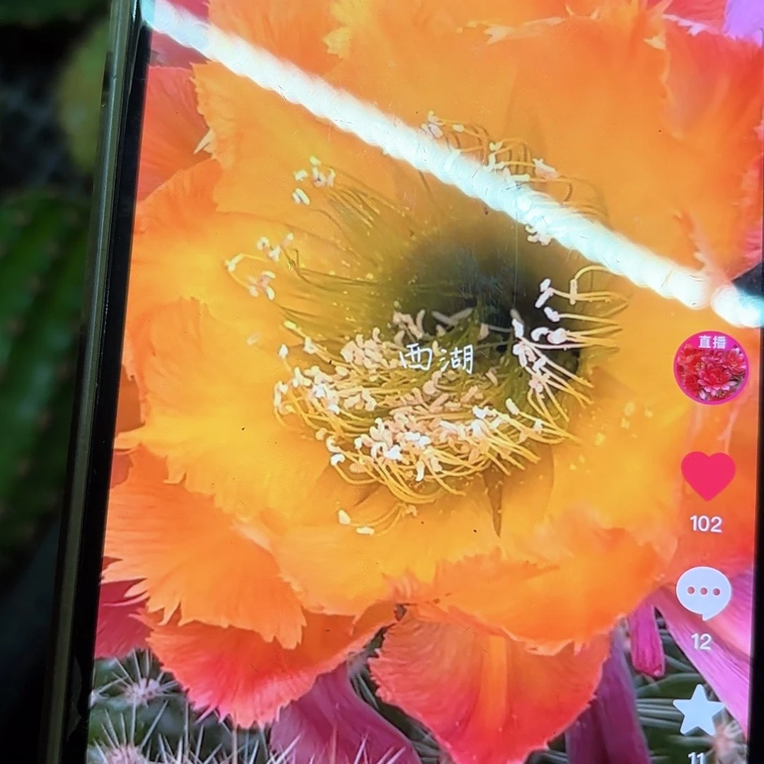 绣球彩侧牙20包邮仙人球16