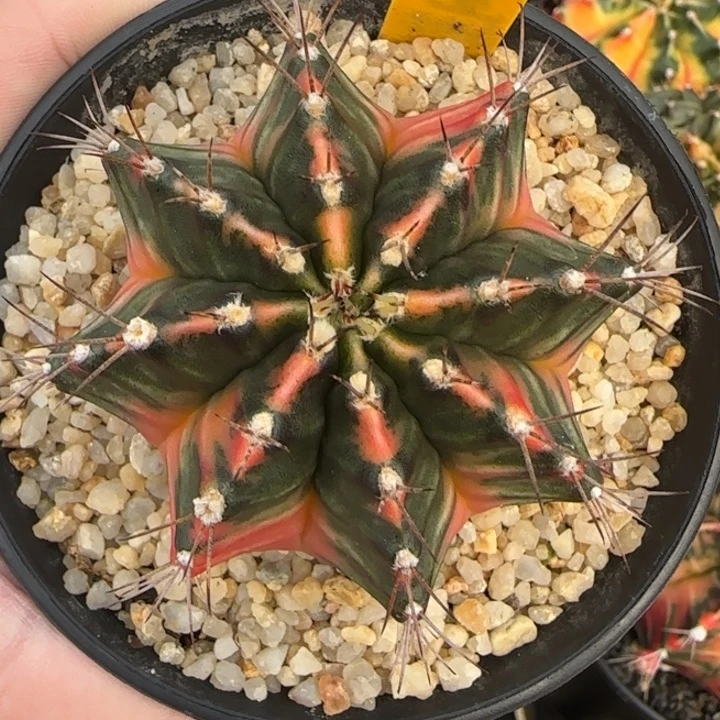 N41-1231泰国米哈侧芽