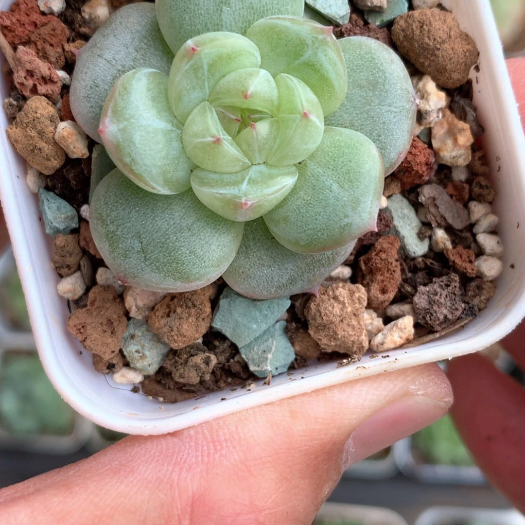 圆叶少粉。       22号