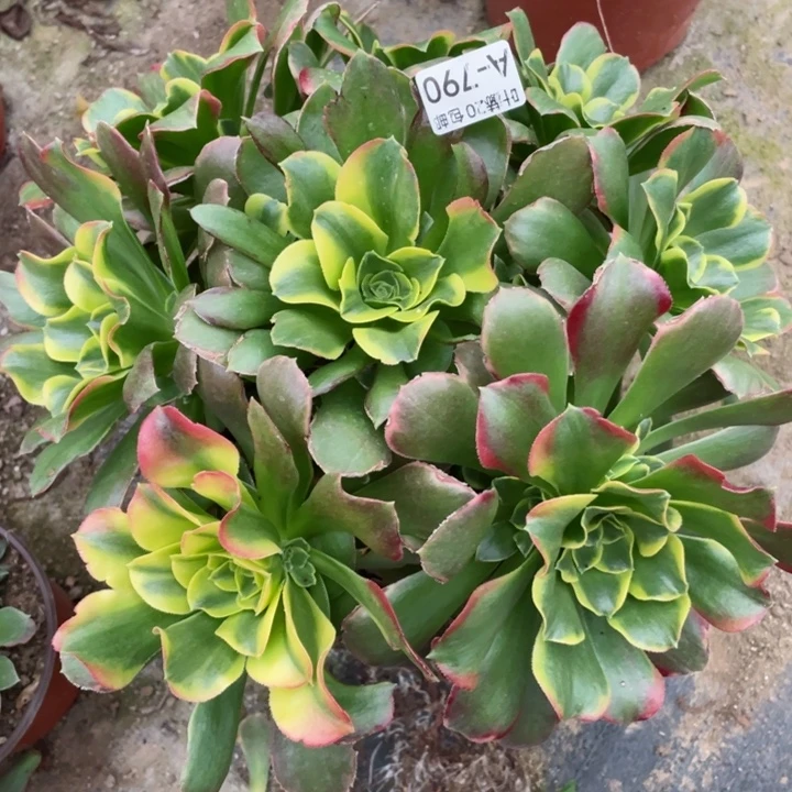 790特斯拉多肉12344578多肉