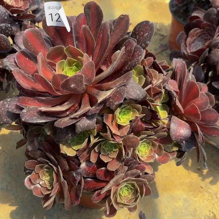 花娜锦多肉处理不包断头1265