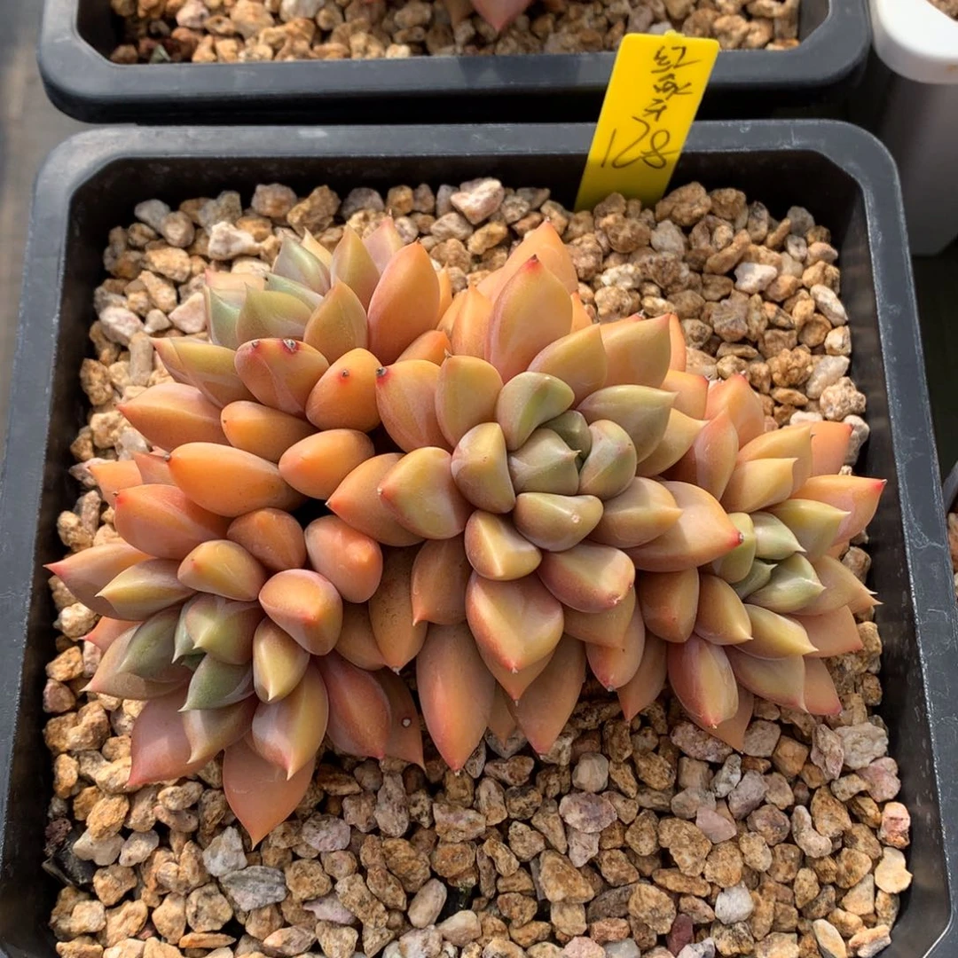 我们家的小姐姐们